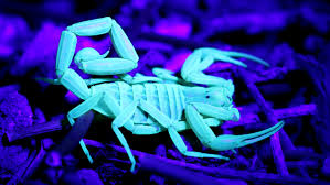 Bark Scorpion - Grand Canyon National Park (U.S. National Park Service)