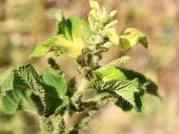 Image result for Urtica massaica