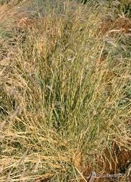 Image result for Dichanthium