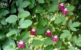 View Passion Flower Vine Passiflora Lady Margaret For Sale In Paranaque On Passion Flower Flowering Vines Passiflora