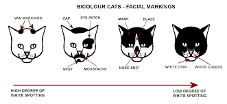 Colour And Pattern Charts Cats Cat Language Bicolor Cat