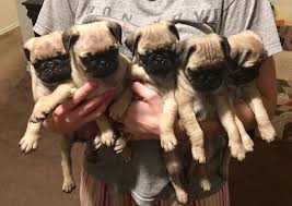 Maybe you would like to learn more about one of these? Pug Puppy For Sale In San Antonio Tx Adn 67164 On Puppyfinder Com Gender Female Age 6 Weeks Old Pug Puppies For Sale Puppies For Sale Pugs