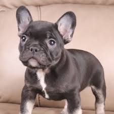 Most recent best match cheapest most expensive. Presley French Bulldog Puppy 623973 Puppyspot
