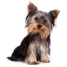 Kitchenaid kettle australian terrier vs yorkshire. Australian Cattle Dog Vs Yorkshire Terrier Complete Breed Comparison