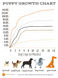 Looking at a breed's puppy growth chart can help you determine the right size dog for your family. How Big Will My Puppy Be When He S An Adult Dog Caninejournal Com