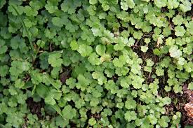 Image result for Hydrocotyle sibthorpioides