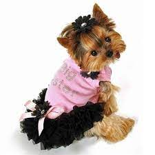 #ruckus the puppy #yorkie #yorkshire terrier #yorkie puppy #yorkshire terrier puppy #ruckus. Pretty In Pink Ruffles Small Dog Dress Small Dog Dresses Pink Dog Dress Dog Clothes