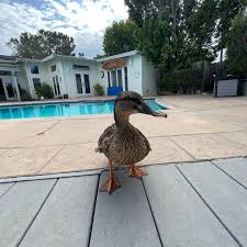 an adorable video of the ducks from @cameron.getz almost forgot about this  one but it's adorable! 🦆 happy week 8 almost week 9 everyone :)