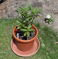 How To Avoid Losing Tiny Monarch Caterpillars Monarch Butterfly Garden Butterfly Garden Plants Raising Monarch Butterflies