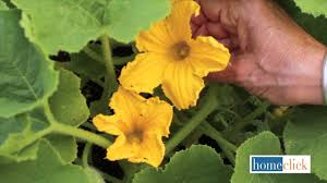 Zucchini should be handled with care because it is easily damaged. How To Harvest Squash Blossoms Youtube