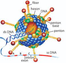 В57) — острое инфекционное заболевание с. Development Of A Freeze Dried Ebola Expressing Adenoviral Vector Unexpected Findings And Problems Solved Bioprocess Internationalbioprocess International