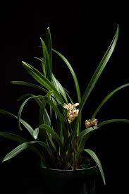 Pin On Cymbidium Ensifolium