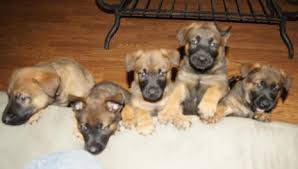 Check spelling or type a new query. Camelot German Shepherds Camelot German Shepherds German Shepherd Breeders Chattanooga Tennessee