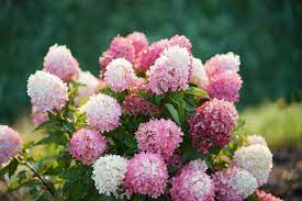 The most cold and heat tolerant pomegranate we've ever grown. Chantilly Lace Hydrangea Liner 3 In 1 Plant Gardenia Evergreens Very Cold Hardy Hydrangeas Shrub Shrubs Patio Lawn Garden G2 Publicidad Com