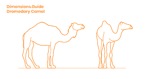 Their combined weight was less than if either had doubled up with aragorn on hasufel. Dromedary Camel Dimensions Drawings Dimensions Com