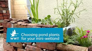 Aquascape pond and water feature blog top 10 popular aquatic pond plants that make a welcome these beautiful pond plants are characterized by amazing flowers representing all colors in the light. How To Choose Pond Plants Wwt Youtube
