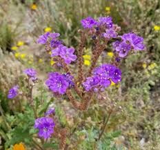 Maybe you would like to learn more about one of these? Arizona S Blooming Desert Flowers Go Learn Things