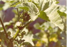 Image result for Malva parviflora