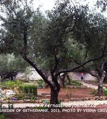Olive Tree In Garden Of Gethsemane 2011 Garden Of Gethsemane Tree Olive Tree