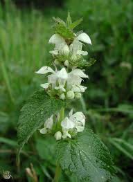 Le Lamier Blanc Avec Images Plantes Sauvages Comestibles Fleurs Comestibles Plantes Sauvages