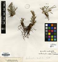 Image result for Actiniopteris semiflabellata