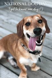 And we do it for a very good reason: National Dog Day 2020 Jane Blog
