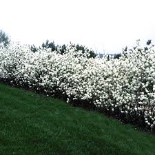 Image result for Amelanchier alnifolia