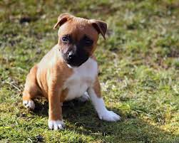American staffordshire terriers are obedient and have a very strong desire to please their owner. Amstaff Welpen Welpenknigge De