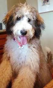 Ad get answers on love, relationships and career from a genuine psychic reader. Bernedoodle Puppies For Sale Colorado Bernese Mountain Dogs