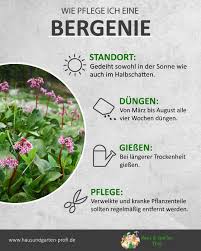 We notice that many people are looking for the replacement for the manual sprayer. 300 Bergenien Ideen In 2021 Bergenie Pflanzen Stauden