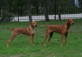 Six akc puppies for sale, all great ridges, parents on site! Usakose Doubledged Sword African Legends Rhodesian Ridgebacks