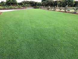 Image result for Paspalum