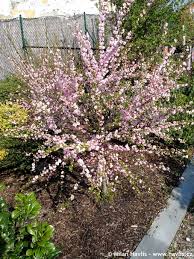 Image result for mandloň trojlaločná