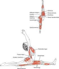 It lets you take things one leg at a time to relieve tight level: Sitting Poses Yoga Anatomy 2nd Edition