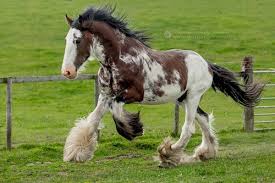Black And Brown Spotted Horse Clydesdale Horses Originated From Lanarkshire Scotland These Horses Are Very High Spirited And Intelligent They Can Al Clydesdale Horses Horse Breeds Horses