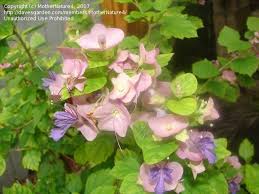 Image result for Karomia tettensis