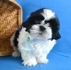 Damsel and mike i have to rehome my tiny male and female shih tzu puppies.they are very playful and friendly. Shih Tzu Puppies For Sale Jacksonville Fl 199001
