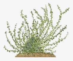 Image result for Aerva