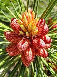 Image result for Pinaceae