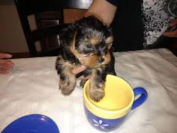 Lewis & clark prepares students for lives of local and global engagement. Teddy Bear Yorkie For Sale In Oregon City Oregon Classified Americanlisted Com
