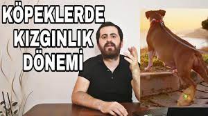 kopeklerde kizginlik belirtileri nelerdir yalanci gebelik nedir youtube
