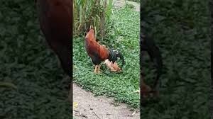 Horozla Iliski Istemeyen Tavuk Olu Taklidi Yaparsa Youtube