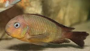 Tropheus Brichardi Mtosi Resim Akvaryum
