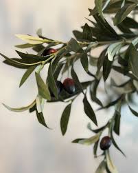 Image result for Oleaceae