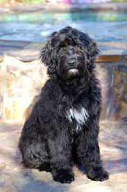 My Parents Porchaguese Water Dog Marcel He Has Wavy Hair Not The Typical Curly Hair Hypoallergenic And Very Smart Portuguese Water Dog Water Dog Dogs