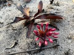 Image result for Brackenridgea