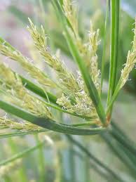 Image result for Cyperus distans