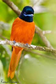 Bird With Orange Chest And Black Head Red Bellied Paradise Flycatcher Bird Birds Beautifulbird Beautiful Birds Birds Flycatcher