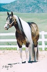 Black And White Paint Horses For Sale In Colorado Passion Buck Listed On Myhorseforsale Com Horses American Paint Horse Horse Pictures