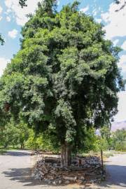 Image result for Afrocarpus usambarensis